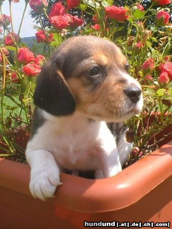 Beagle Hunde Foto 13786 Beagle Ich bin 4 Wochen alt und kann schon klettern