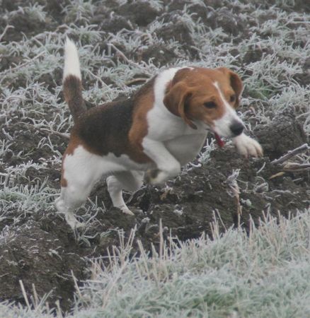Beagle Hunde Foto 37572 in höherer Auflösung ansehen Beagle und hopp