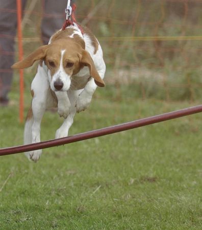 Beagle Hunde Foto 40196 in höherer Auflösung ansehen Beagle