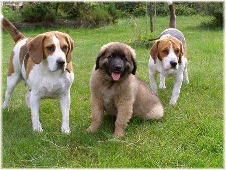 Beagle Hunde Foto 39190 in höherer Auflösung ansehen Beagle Sissy und Barny mit Leobaby Nele