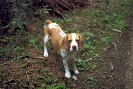 Beagle Hunde Foto 692 Beagle Billy