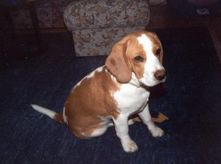 Beagle Hunde Foto 690 Beagle Billy