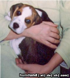 Beagle Hunde Foto 18685 in höherer Auflösung ansehen Beagle Boni aus Polen