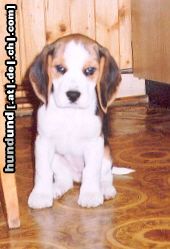 Beagle Hunde Foto 18683 in höherer Auflösung ansehen Beagle kleine Boni aus Polen (3 Monaten)