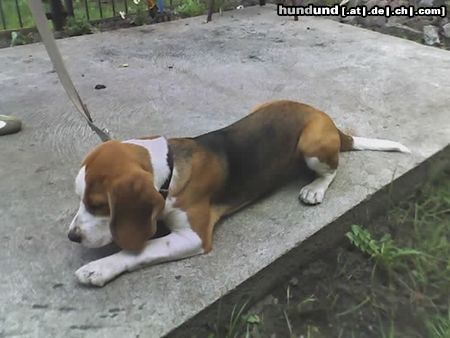 Beagle Hunde Foto 20824 in höherer Auflösung ansehen Beagle Boni