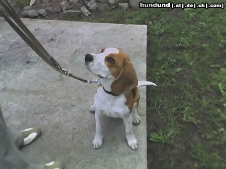 Beagle Hunde Foto 21218 in höherer Auflösung ansehen Beagle Meine liebe Boni sitzt ganz ruhig ;)