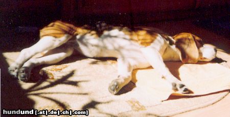 Beagle Hunde Foto 20810 in höherer Auflösung ansehen Beagle Boni