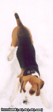 Beagle Hunde Foto 20822 in höherer Auflösung ansehen Beagle meine Boni