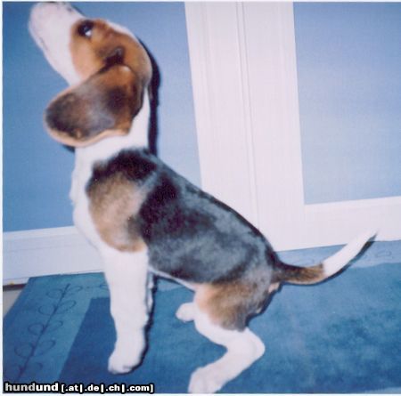 Beagle Hunde Foto 18705 in höherer Auflösung ansehen Beagle Boni aus Polen