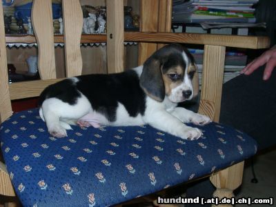 Beagle Hunde Foto 8565 Beagle ein Welpe von 6 Wochen