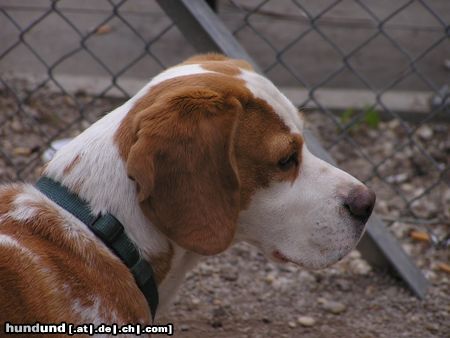 Beagle Hunde Foto 22283 in höherer Auflösung ansehen Beagle Charly