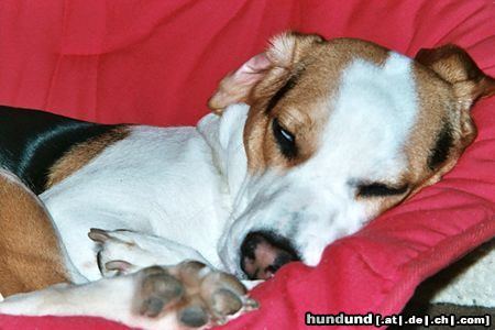 Beagle Hunde Foto 10885 Beagle Coffin