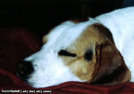 Beagle Hunde Foto 16839 in höherer Auflösung ansehen Beagle nur am pennen