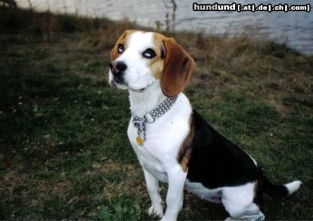 Beagle Hunde Foto 16840 in höherer Auflösung ansehen Beagle portrait