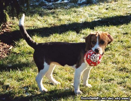 Beagle Hunde Foto 10791 Beagle