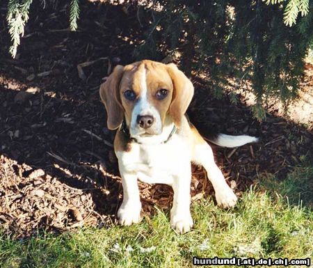 Beagle Hunde Foto 10792 Beagle