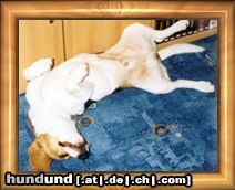 Beagle Hunde Foto 17122 in höherer Auflösung ansehen Beagle Ich bin ja sooo müde !!!