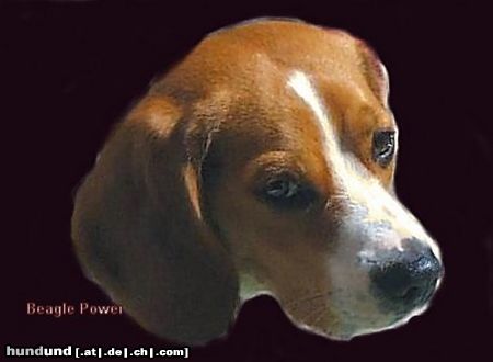 Beagle Hunde Foto 7221 Beagle Emil, 3 Jahre