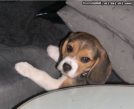 Beagle Hunde Foto 9359 Beagle Flora, 9 Wochen alt