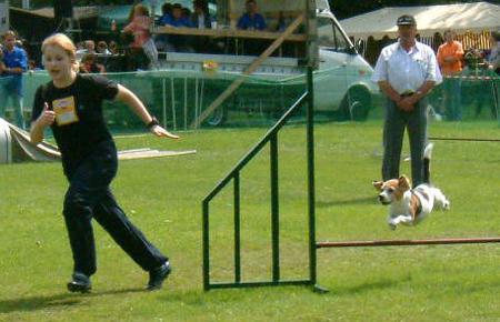 Beagle Hunde Foto 822 Beagle 'Flying Beagle' aufgenommen beim 1. European Agility Open 2002 in Graz