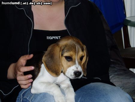 Beagle Hunde Foto 19759 Beagle Das ist Gismo mein süsser als Welpe