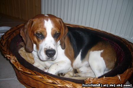 Beagle SNOOPY ALLEIN ZU HAUS