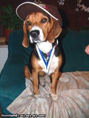 Beagle Hunde Foto 9271 Beagle Timmi zu Fasching :-)