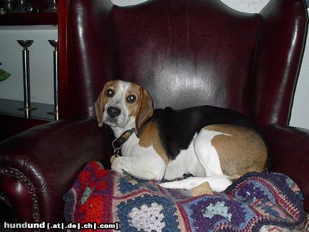 Beagle Hunde Foto 12144 Beagle Jeany : \