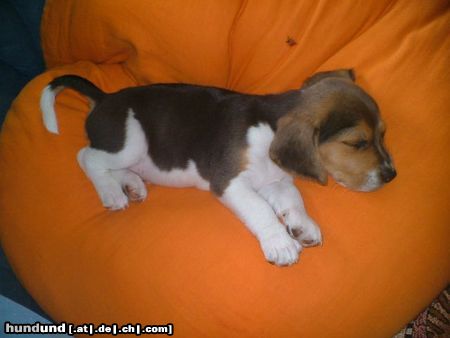 Beagle Hunde Foto 14355 Beagle ICH hab heut den besten Platz.