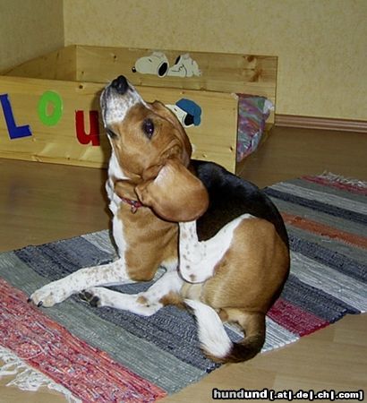Beagle Hunde Foto 4797 Beagle Nicht kratzen, versuchs mal mit waschen!!