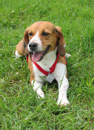 Beagle Hunde Foto 31555 in höherer Auflösung ansehen Beagle Lena