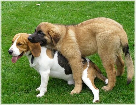 Beagle Hunde Foto 39191 in höherer Auflösung ansehen Beagle Barny mit Leobaby Nele