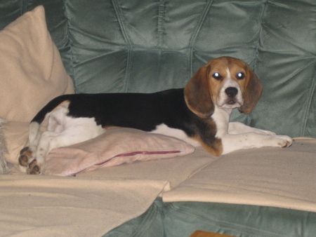 Beagle Hunde Foto 34886 Beagle Unsere Zoe mit 5 Monaten