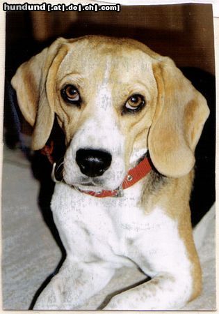 Beagle Hunde Foto 14807 in höherer Auflösung ansehen Beagle Charlotte die Wilde! 3 Jahre