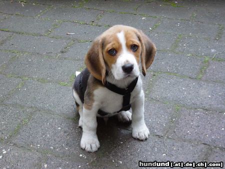 Beagle Lucky - 10 Wochen