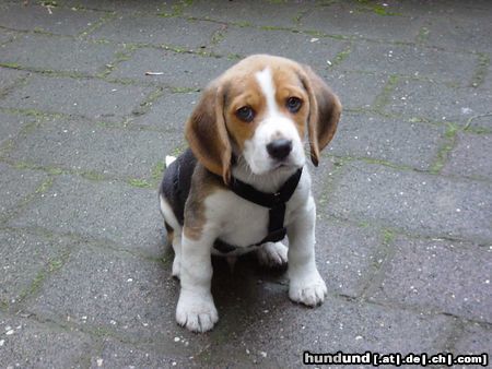 Beagle Hunde Foto 12063 Beagle Lucky - 10 Wochen