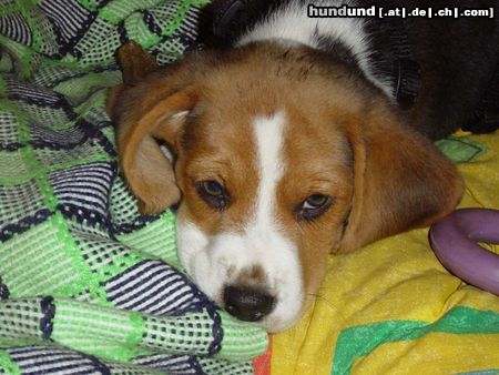 Beagle Hunde Foto 12064 Beagle Lucky - 10 Wochen