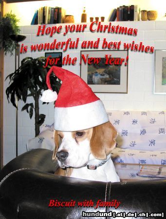 Beagle Hunde Foto 17241 Beagle Erste Weihnachten mit