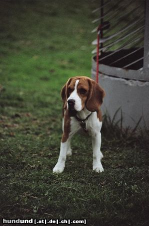 Beagle Hunde Foto 11159 Beagle Hello, these is Mia from Israel with love for all of you.