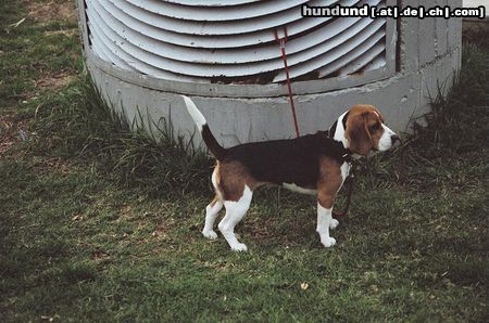 Beagle Hunde Foto 11160 Beagle Mia