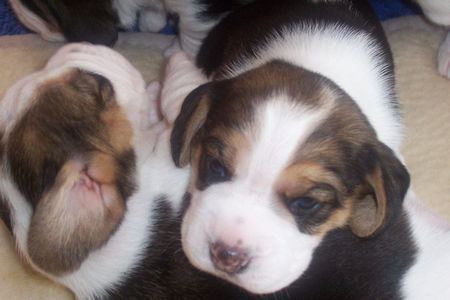 Beagle Hunde Foto 32925 Beagle kuscheln mit meiner Schwester- Anny und Avery