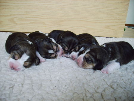 Beagle Hunde Foto 36792 Beagle of the Jolly Kids