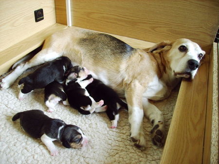 Beagle Hunde Foto 36793 Beagle of the Jolly Kids