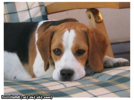 Beagle Hunde Foto 25084 Beagle Pia