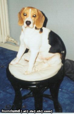 Beagle Hunde Foto 4083 Beagle Was gugst du?