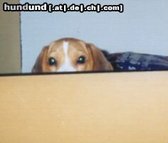 Beagle Hunde Foto 4082 Beagle Doug der Spanner *g*