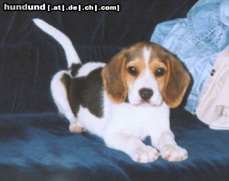 Beagle Hunde Foto 4084 Beagle Doug, 8 Wochen alt