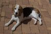 Beagle Foto: ''Anny of May Woods from Crane Field'' (ID 32791) Beagle Hund