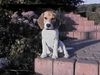 Beagle Foto: Lucy als (ID 21617) Beagle Hund