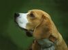 Beagle Foto: Sammy (ID 12708) Beagle Hund